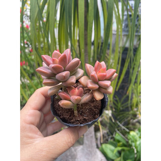 Sen đá nâu size nhỏ