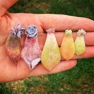 10 Mầm sen đá ngẫu nhiên -