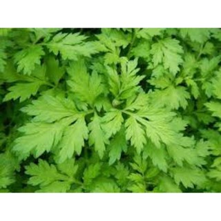 200gr Ngải cứu khô thơm sạch