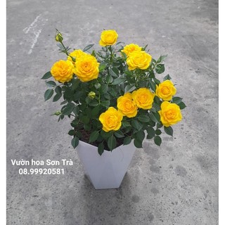 Hoa hồng tỷ muội hà lan, hoa vàng, đang hoa.
