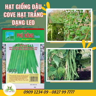 Hạt giống đậu cove hạt trắng Phú Nông (dây leo) hạt giống chắc khỏe,tỉ lệ nẩy mầm >95%(Vườn Sài Gòn)