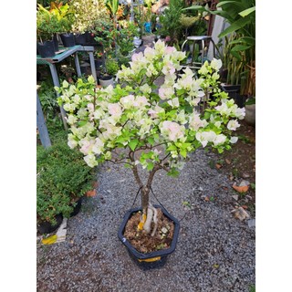 Cây hoa giấy sakura, hồng phớt cao 60-80cm
