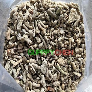 San hô vụn 200g - 500g - 1kg trang trí tăng PH hồ cá