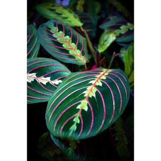 Cây đuôi công xương cá Maranta Red Prayer, kiểng lá hiếm, mua 3 tặng 1