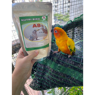 Bột A8 cho vẹt non