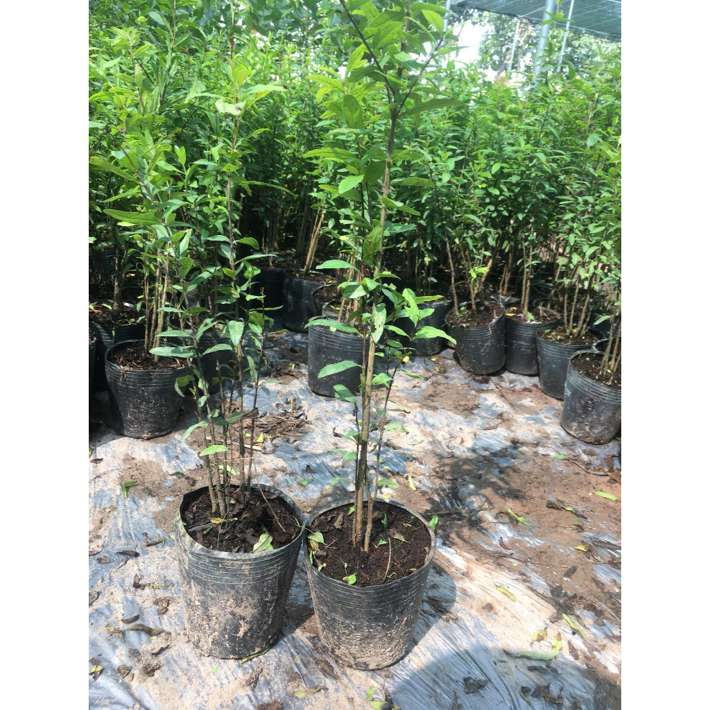 Cây giống lựu đỏ Ấn Độ, giống cây nhập khẩu chất lượng năng suất cao, cây  giống khỏe, ít sâu bệnh