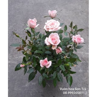 Tỷ muội thơm hà lan màu hồng phấn.