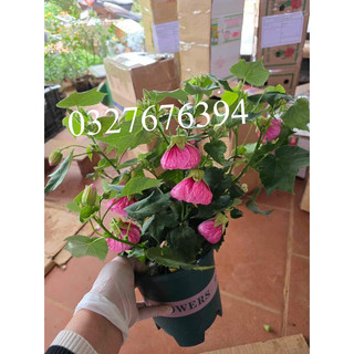 Lồng đèn mỹ - dâm bụt lồng đèn