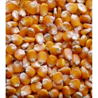 1 Kg Ngô hạt sấy khô dùng làm thức ăn cho gà, vịt....