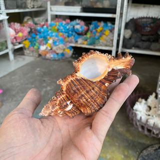 VỎ ỐC GAI ĐEN trang trí, vỏ cho ốc rụt rè, ốc mượn hồn, cua ẩn sĩ, dã tràng, hermit crab