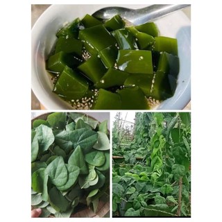 500GR lá sương sâm lông tươi dùng làm thạch sương sâm