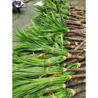 Cây phát tài núi (gửi cây như hình 2)