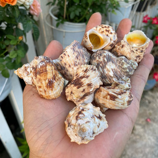 Vỏ ốc cờ vàng, mặt trăng vàng trang trí, vỏ cho ốc rụt rè, ốc mượn hồn, cua ẩn sĩ, dã tràng, hermit crab