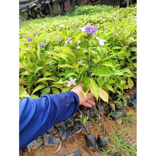 Cây giống hoa nhài nhật