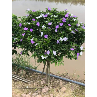 CÂY GIỐNG hoa nhài nhật(Đã bật hỏa tốc)