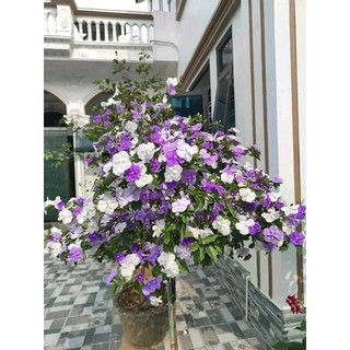 CÂY GIỐNG hoa nhài nhật(Đã bật hỏa tốc)