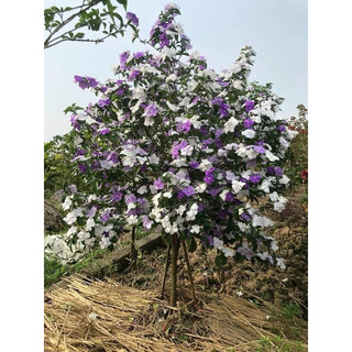 CÂY GIỐNG hoa nhài nhật(Đã bật hỏa tốc)