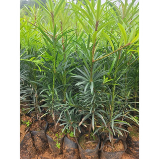 Cây giống tùng la hán bầu rễ ổn định