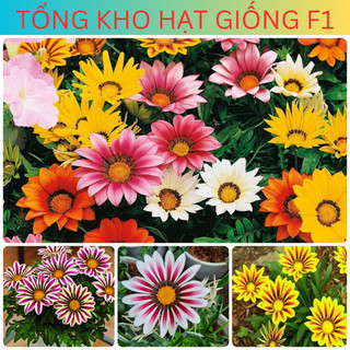Hạt giống hoa Cúc huân chương nhiều màu