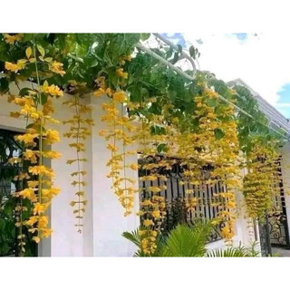 Cây Lan Hoàng Dương, cây leo giàn, leo cổng, hoa lâu tàn