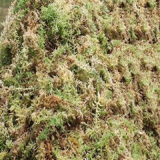 500g Rêu rừng khô trồng lan đã qua xử lý