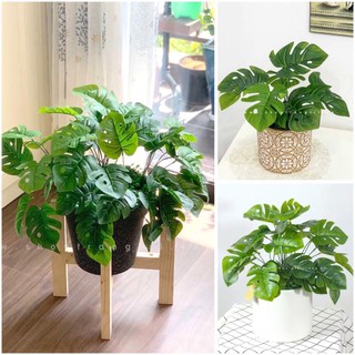 Cành lá giả - Cành lá trầu bà nhân tạo đẹp tự nhiên giống hệt cây decor nhà cửa decor văn phòng phông nền chụp ảnh