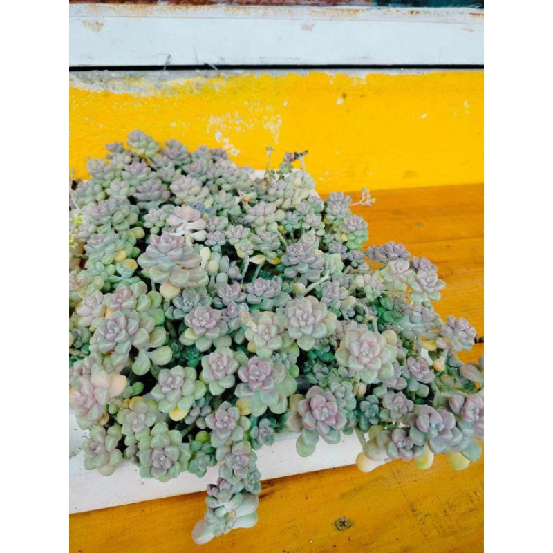 1 CÂY SEN ĐÁ SỎI XANH