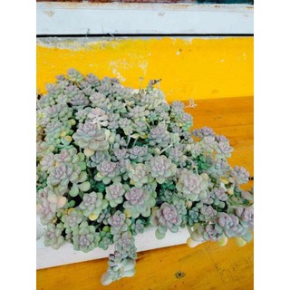 1 cây sen đá sỏi xanh