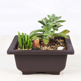 Chậu Nhựa Trồng Cây Bonsai Hình Vuông