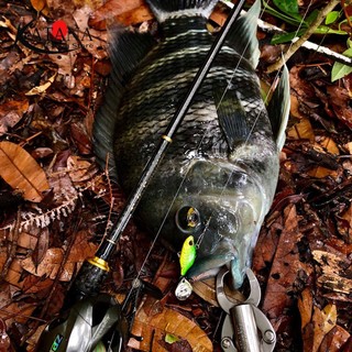 Mồi Câu Lure Duo Realis Spin 7g
