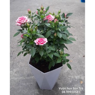 Cây hoa hồng tỷ muội hà lan màu hồng sen.