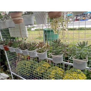 Móc Treo Trưng bày,trang trí ,Cây Cảnh