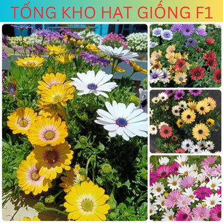 Hạt giống hoa cúc châu phi nhiều màu