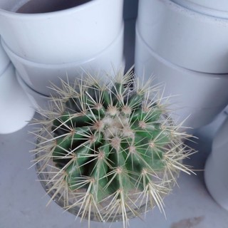 Chậu xương rồng kim hổ thủy sinh