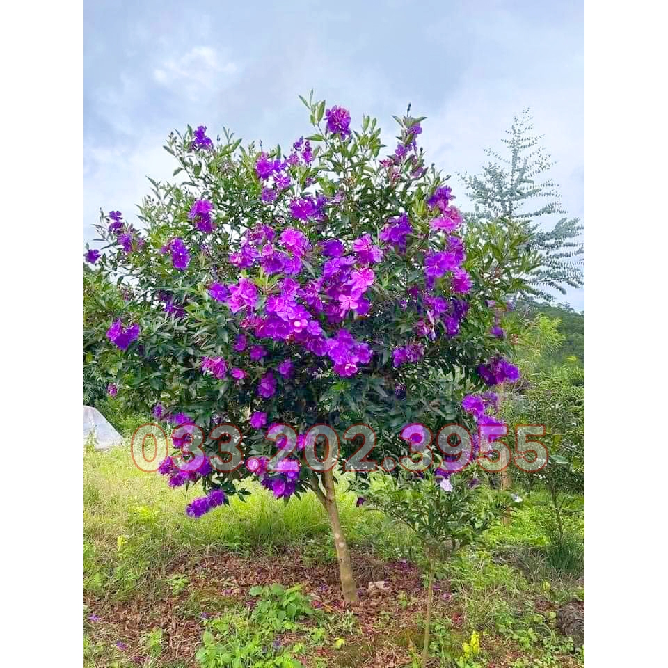 Combo 5 CÂY SIM TÍM Thái Lan đẹp, chất lượng
