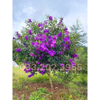 Combo 5 cây sim tím thái lan đẹp, chất lượng