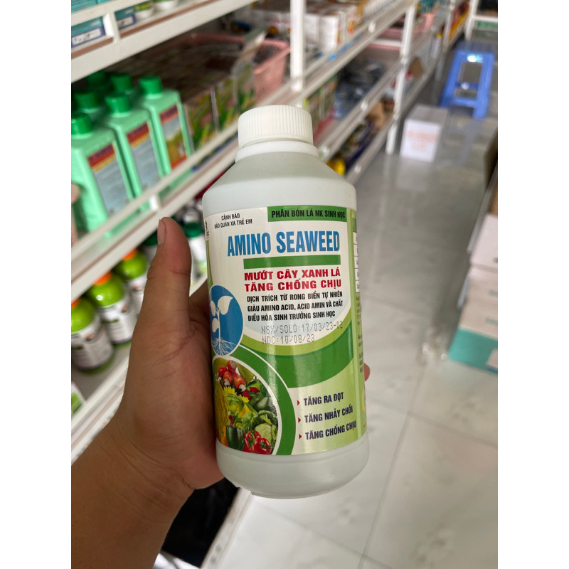 SIÊU ĐÂM CHỒI MẬP ĐỌT