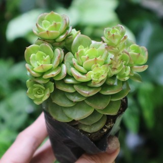 Sen đá Nuda xanh, dễ chăm sóc, ưa nắng