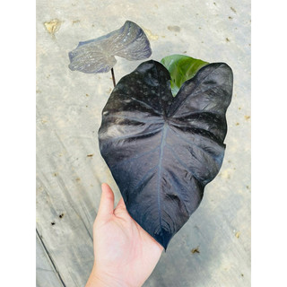 Chậu Môn đen - Colocasia Black Coral