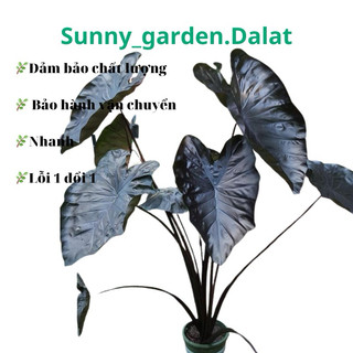 Chậu mềm Môn đen - Colocasia Black Coral