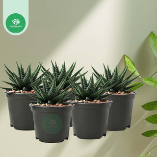 Chậu tròn nhựa đen cứng 10x8 trồng cây ươm cây