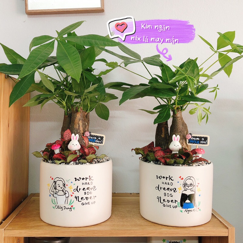 {Chọn theo loại cây} Chậu cây vẽ chibi theo yêu cầu