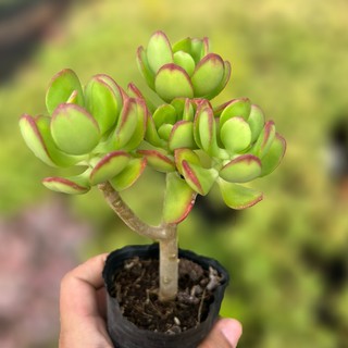 Sen đá cánh bướm xanh 5-7cm - Vườn sen đá