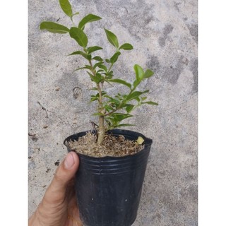 Sam hương đài loan mini