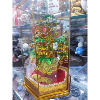 Cây Như Ý Phong Thủy May Mắn