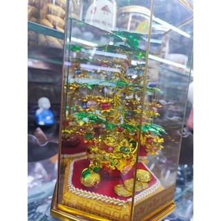 Cây Như Ý Phong Thủy May Mắn