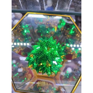 Cây Như Ý Phong Thủy May Mắn