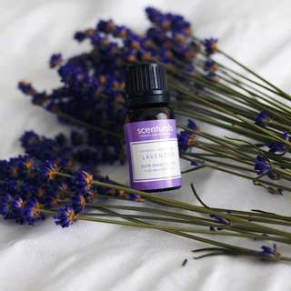 Tinh Dầu Lavender 10ml - Scentuals