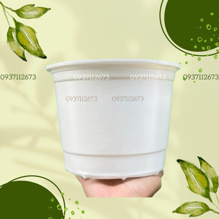 Chậu nhựa trồng cây vành cứng liên an