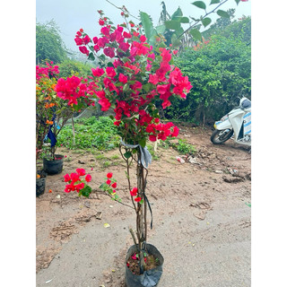 HOA GIẤY ĐỦ MÀU ( sẵn hoa được chọn màu cây như ảnh)